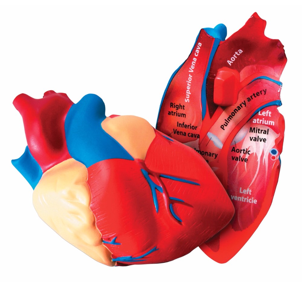 034-2995 Human Heart Cross-section Model, 5 In.