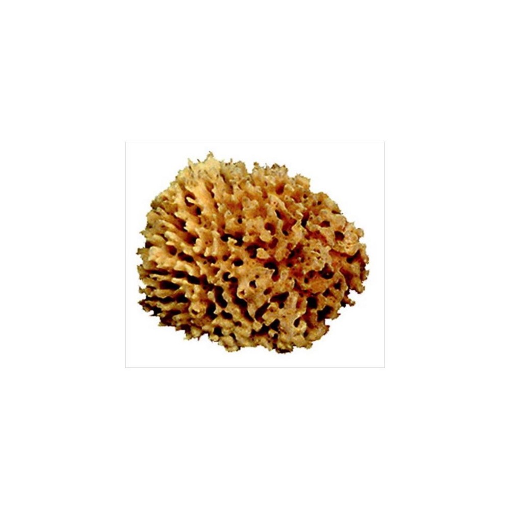 ROYAL BRUSH 037784 Durable Soft Natural Florida Sea Wool Pottery Sponge ROYAL BRUSH 037784 Durable Soft Natural Florida Sea Wool Pottery Sponge