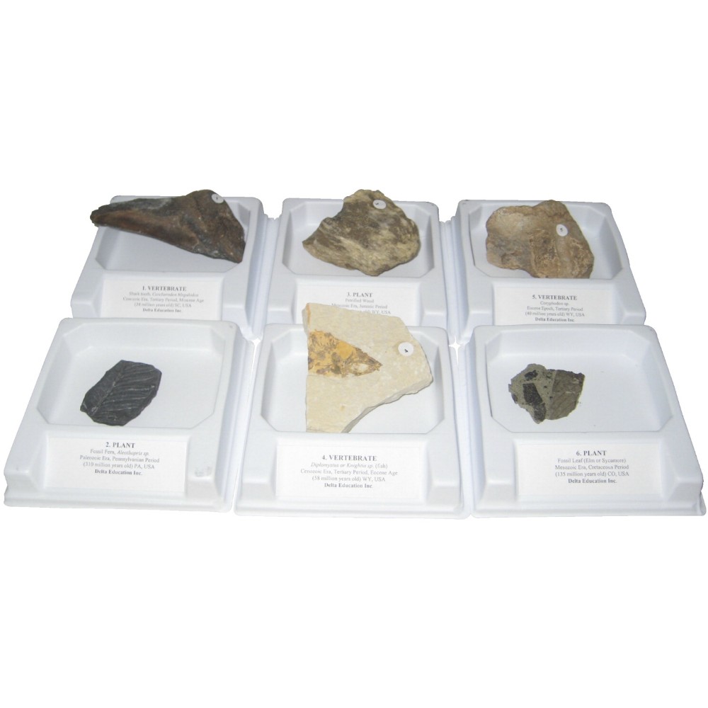 060-5769 Fossil Demonstration Collection - Set Of 5