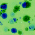 Amaco Glaze Crystaltex 49 Azurite Print Amaco Glaze Crystaltex 49 Azurite Print