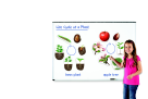Giant Magnetic Plant Lifecycle, Pack - 12