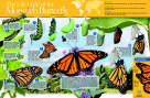 35 W X 23 H In. Monarch Butterfly Life Cycle Laminated Poster, Grade 6-12