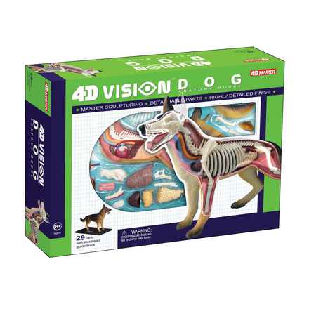 26115 4d Vision Scorpion Anatomy Model4d Vision Dog Anatomy Model