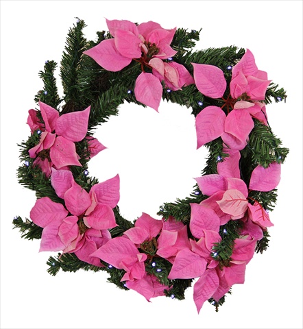22 In. Pre-lit Battery Operated Pink Artificial Poinsettia Christmas Wreath - Clear Led Lights
