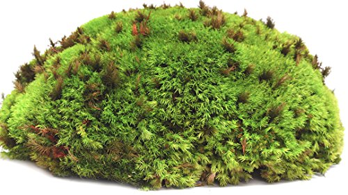 Galapagos Pet Supply 05254 Royal Pillow Moss Case of 6