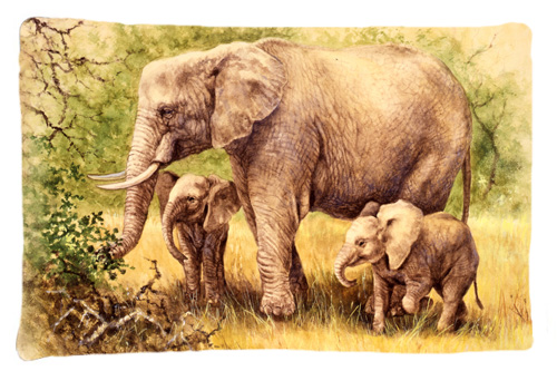 UPC 780475000094 product image for Elephants by Daphne Baxter Fabric Standard Pillowcase | upcitemdb.com