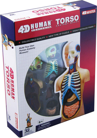 4-D Human Torso Anatomy Model