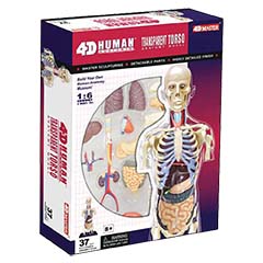 26068 4d Human Anatomy Transparent Torso Model