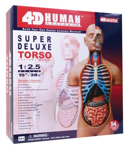 26080 4d Human Anatomy Deluxe Torso
