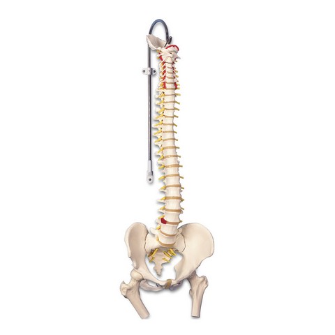 American Bbb104 Classic Flexible Spine