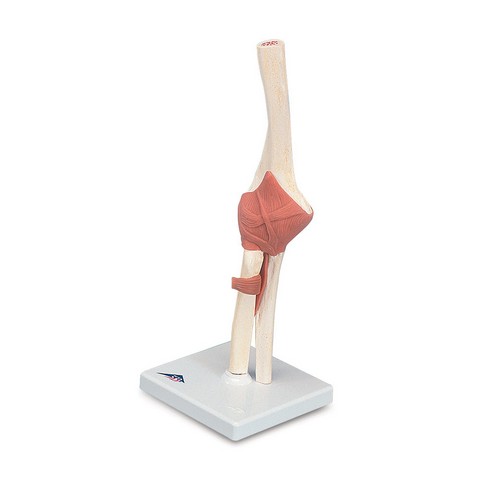 American Bbb103 Functional Elbow Joint
