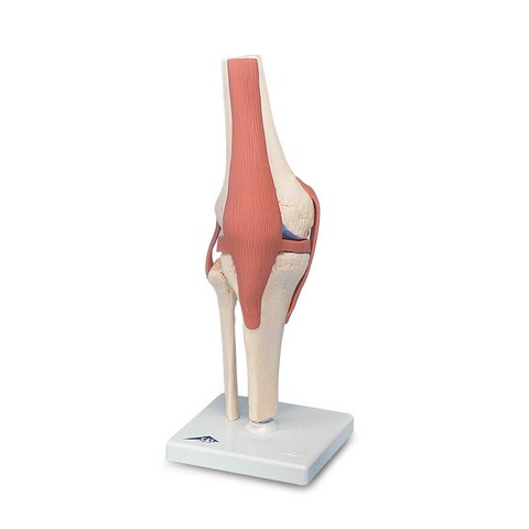 American Bbb101 Functional Knee Joint