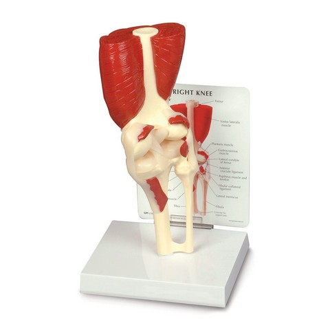 Ana01n Muscled Knee Joint Model