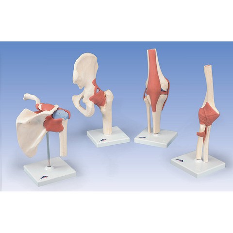 American Bbba38 Functional Hip Joint Model
