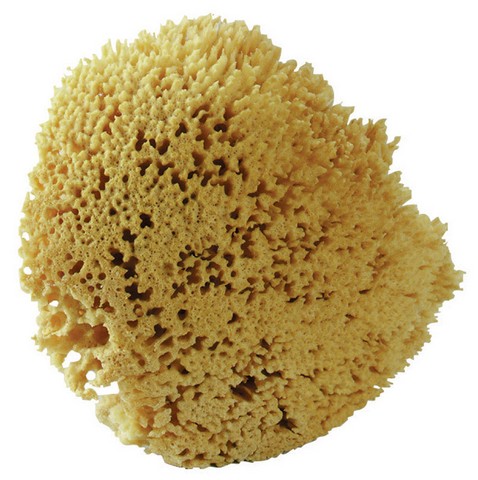 Sw7080 Sea Wool Sponge