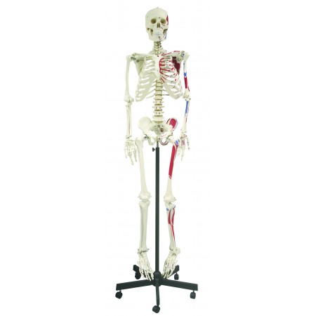 Vas200-dc 66 In. Full Size Human Skeleton With Muscle Dca-01 Thick Zip Dust Cover & Color Skeleton Diagram