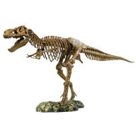 Ee-edu37329 T-rex Skeleton Model