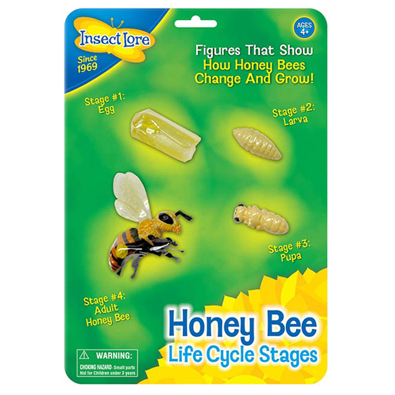 Ilp02215bn 3 Each Bee Life Cycle Stages