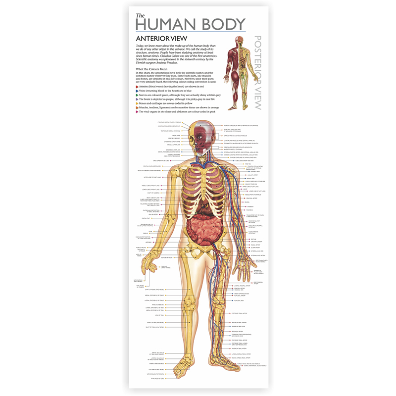 Round World Products Rwpts01 Discover The Human Body Tin Set