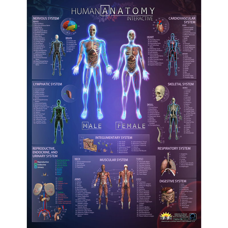 Iepihacbbn 2 Each Human Anatomy Interactive Smart Chart