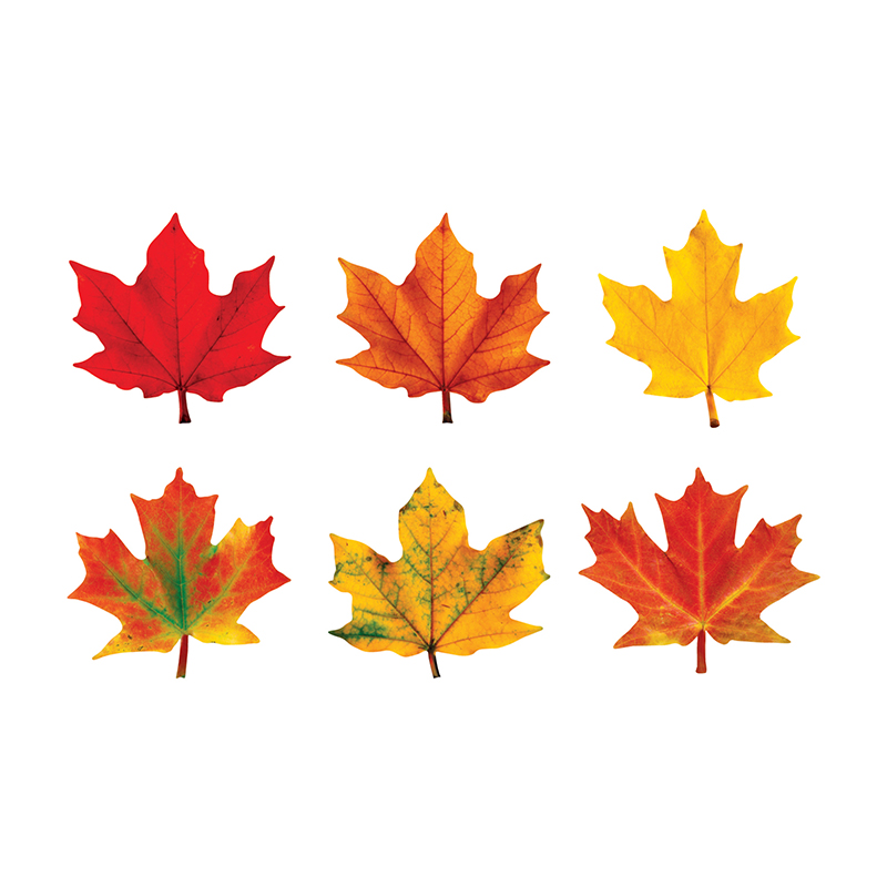T-10958-3 Classic Accents Maple Leaves Variety Pack-discovery - Pack Of 3
