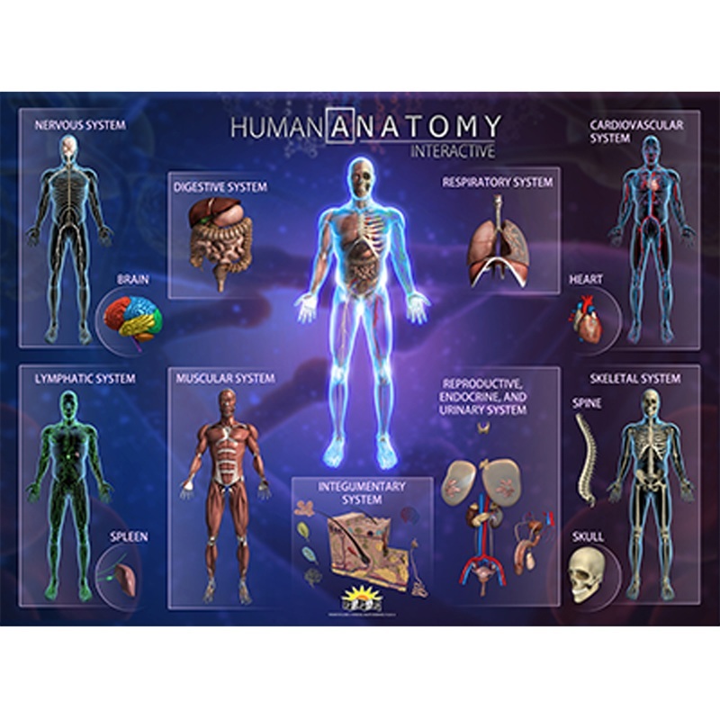 UPC 858030003030 product image for IEPSMHA Human Anatomy Smart Mats - Set of 4 | upcitemdb.com