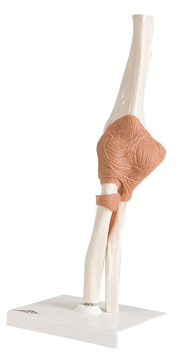 12-4512 Anatomical Model - Functional Elbow Joint