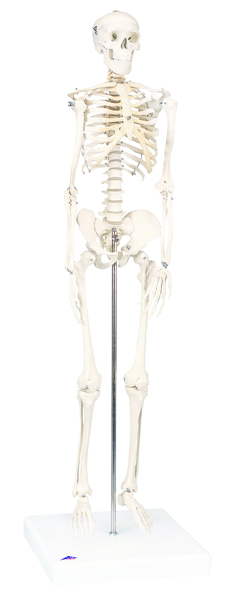 12-4506 Anatomical Model - Shorty The Mini Skeleton On Mounted Base