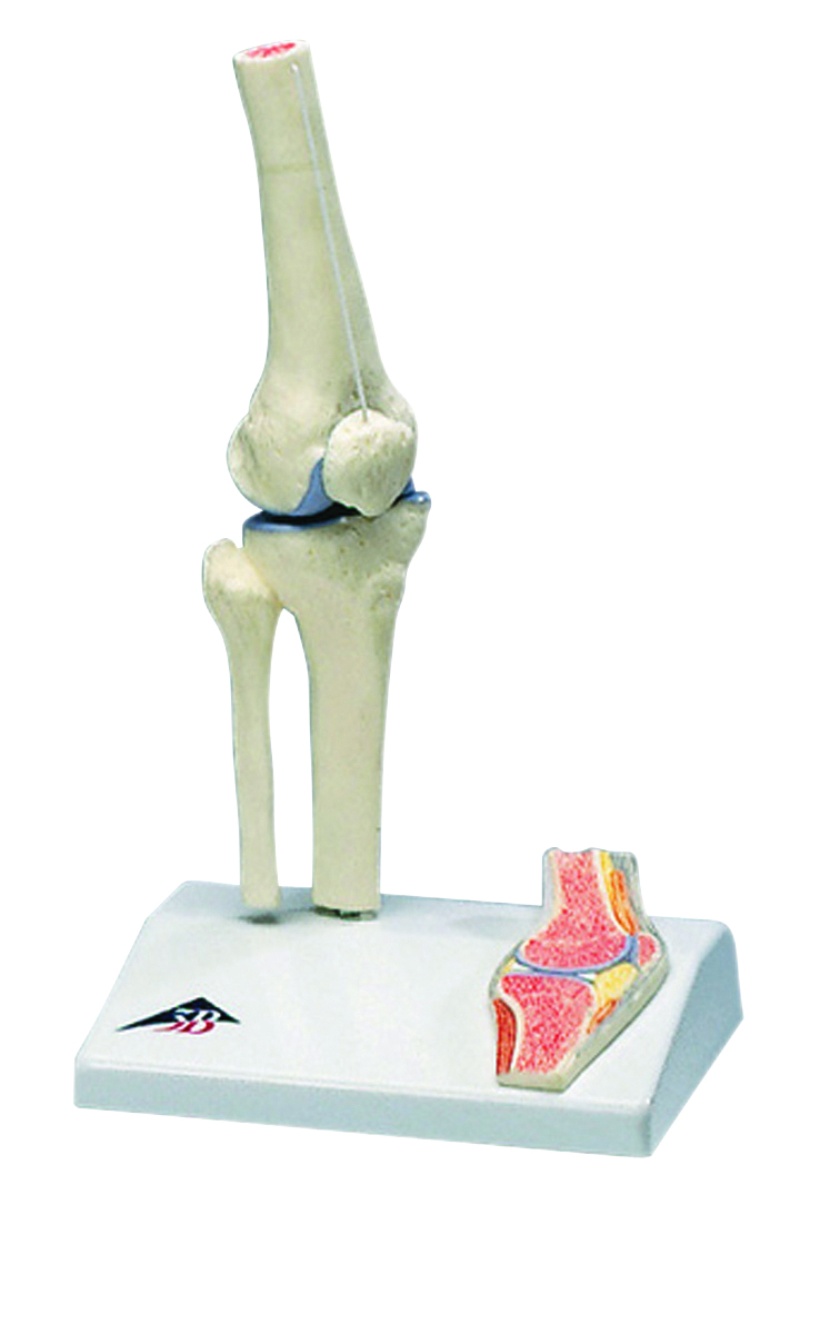 12-4518 Anatomical Model - Mini Knee Joint With Cross Section Of Bone On Base