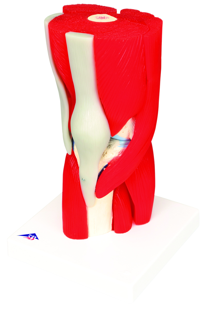 Anatomical Model - 12 Part Knee Joint With Removable Muscles