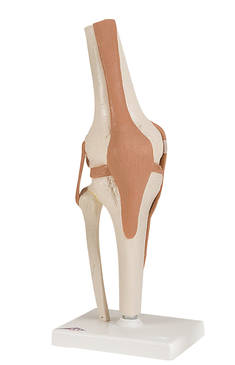 12-4511 Anatomical Model - Functional Knee Joint
