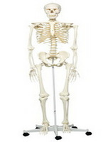 12-4500 Anatomical Model Stan The Standard Skeleton