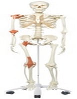 12-4502 Anatomical Model Leo The Ligament Skeleton With Pelvic On Roller Stand