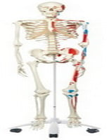 12-4501 Anatomical Model Max The Muscle Skeleton With Pelvic On Roller Stand