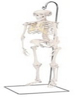 12-4505 Anatomical Model Mini Hanging Skeleton