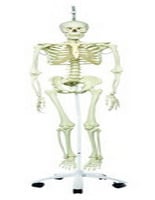 12-4504 Anatomical Model Phil The Physiological Skeleton