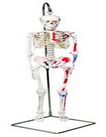 12-4507 Anatomical Model Mini Hanging Skeleton, Painted