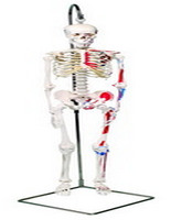 12-4507 Anatomical Model Mini Hanging Skeleton, Painted