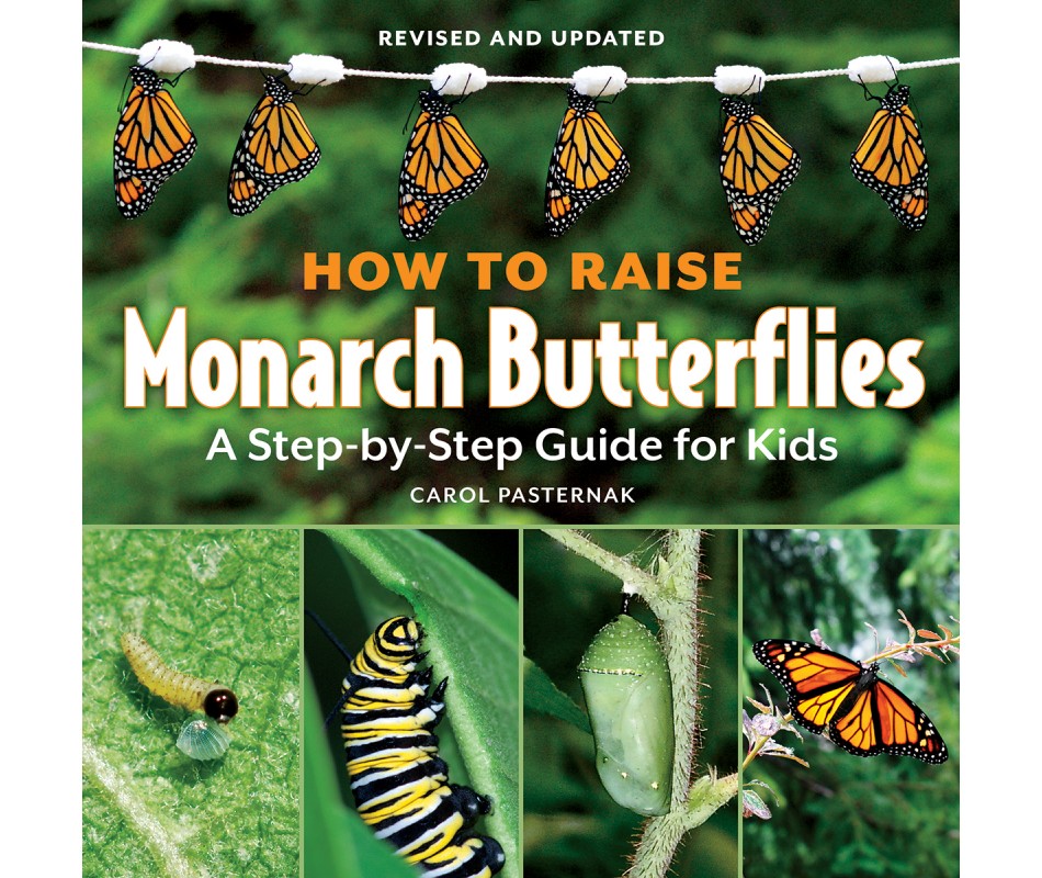 Fire1770850023 How To Raise Monarch Butterflies A Step-by-step Guide For Kids