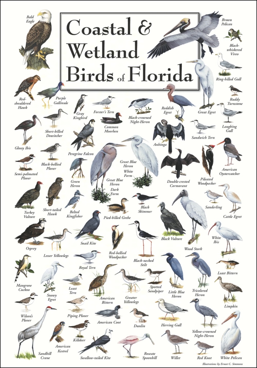 Lewerscbpt124 Coastal & Wetland Birds Of Florida Poster