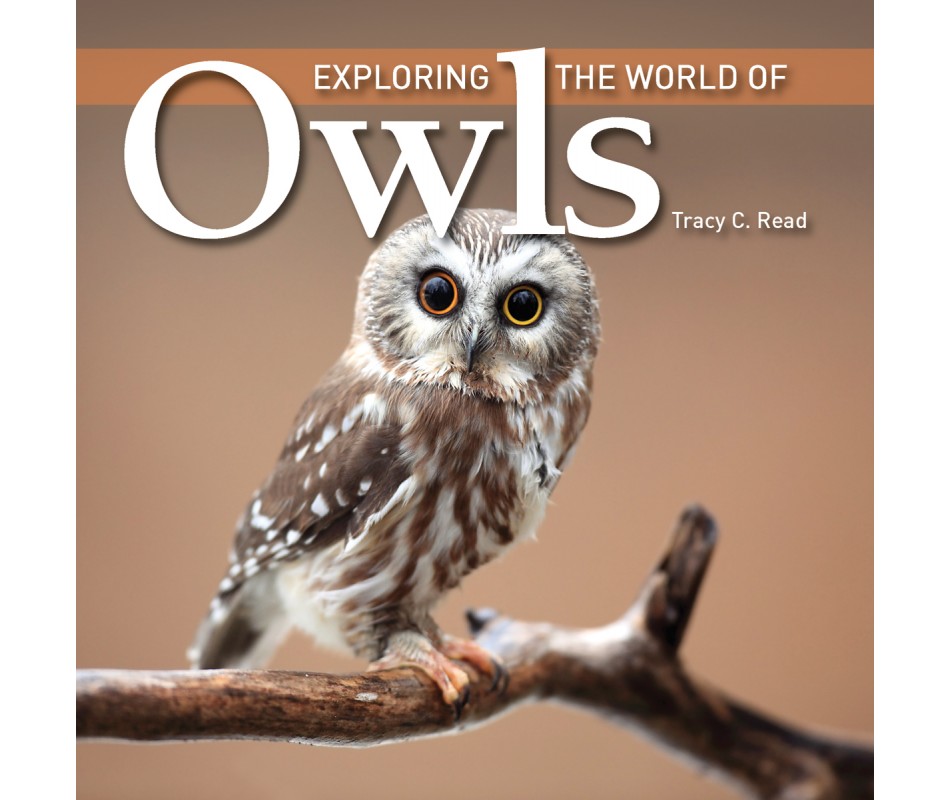 Fire1554079578 Exploring The World Of Owls