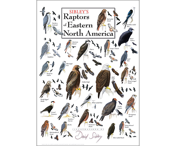 Lewersboppt284 19 X 27 In. Sibleys Raptors Of Eastern North America Poster