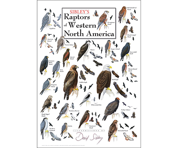 Lewersbpwpt285 19 X 27 In. Sibleys Raptors Of Western North America Poster