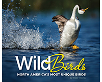 Ap37784 Wild Birds North Americas Most Unique Birds Guide