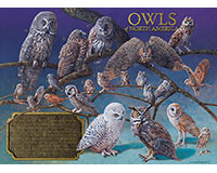 Om80011 Owls Of North America Puzzle, 1000 Piece