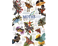 Om80016 Moth Collection Puzzle, 1000 Piece