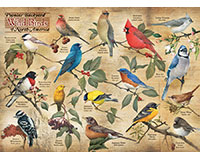 Om80024 Popular Backyard Birds Of N.a Puzzle, 1000 Piece