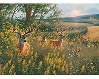 Om80092 Summer Deer Puzzle, 1000 Piece