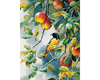 Om80156 Northern Oriole Puzzle, 1000 Piece