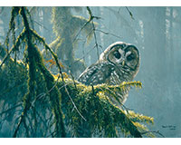 Om85002 Spotted Owl Mossy Branches Puzzle, 500 Piece